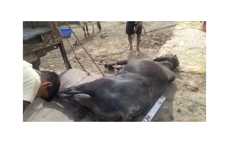 Mahadev Nandi baba,  107 fever,... Mahadev Nandi baba,  107 fever,...