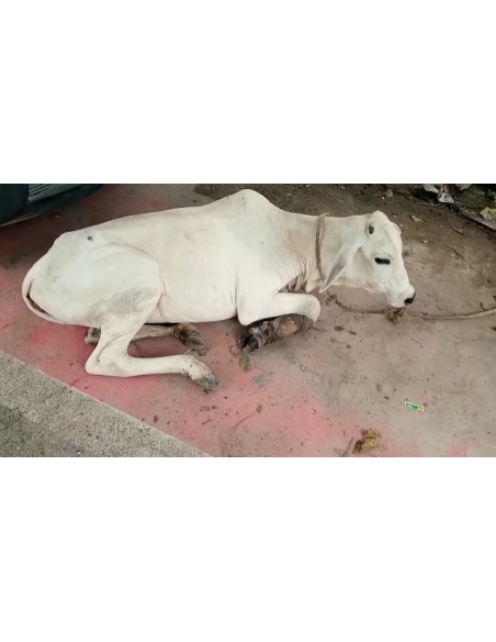 Gaumata fractured leg, open maggots wounds- sector 100 noida