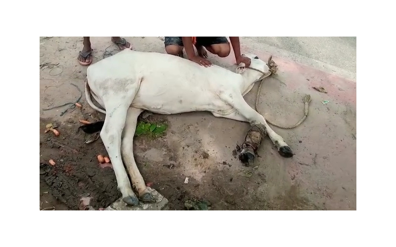 Gaumata fractured leg, open maggots... Gaumata fractured leg, open maggots...