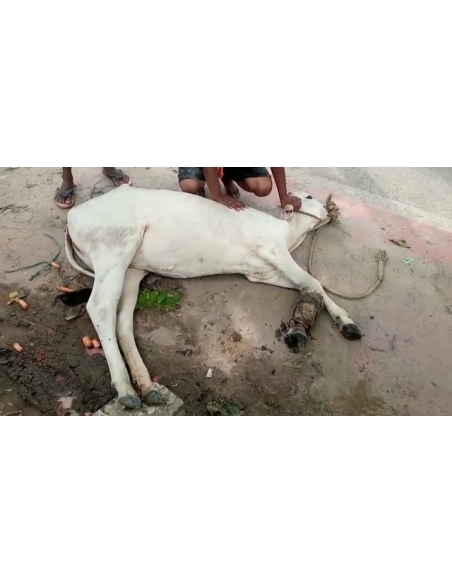 Gaumata fractured leg, open maggots wounds- sector 100 noida