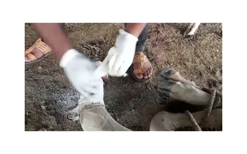 Gaumata fractured leg, open maggots... Gaumata fractured leg, open maggots...