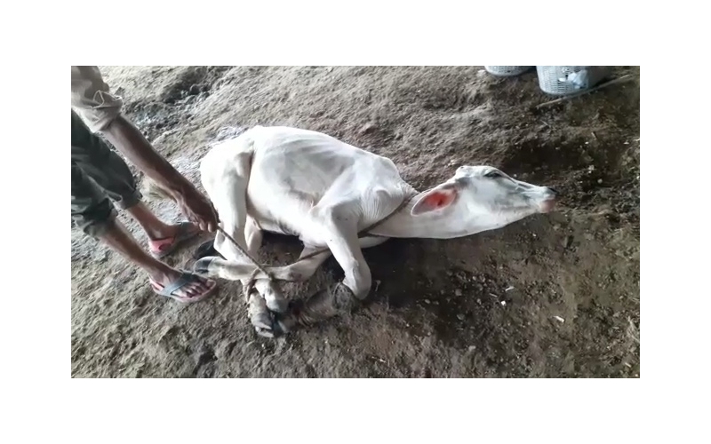 Gaumata fractured leg, open maggots... Gaumata fractured leg, open maggots...