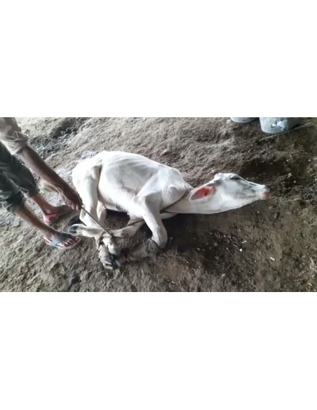 Gaumata fractured leg, open maggots wounds- sector 100 noida