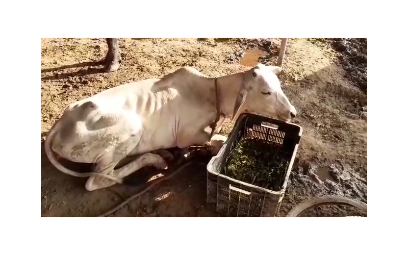 Gaumata fractured leg, open maggots... Gaumata fractured leg, open maggots...