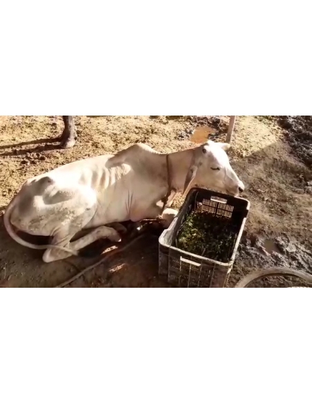 Gaumata fractured leg, open maggots wounds- sector 100 noida