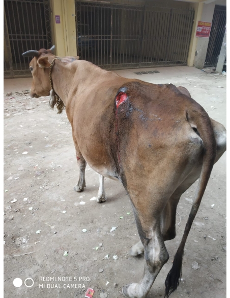 Gaumata injured- greater noida