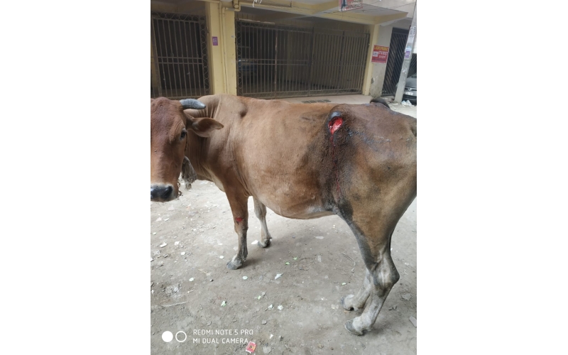 Gaumata injured- greater noida Gaumata injured- greater noida