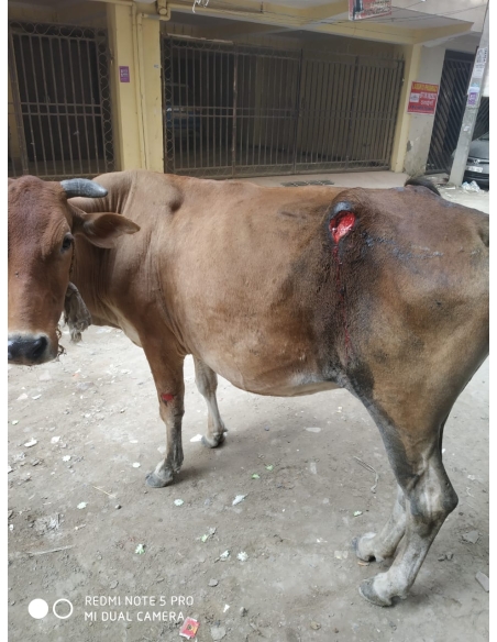 Gaumata injured- greater noida