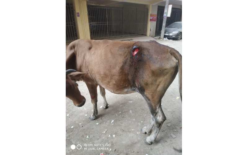 Gaumata injured- greater noida Gaumata injured- greater noida