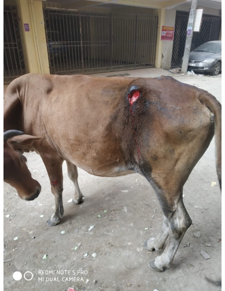Gaumata injured- greater noida
