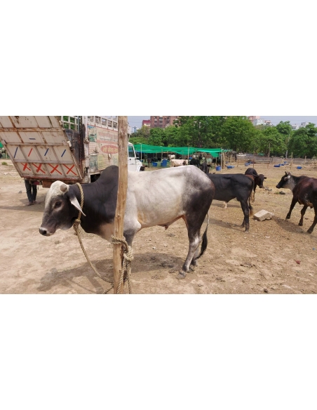 Mahadev nandi leg maggots wound