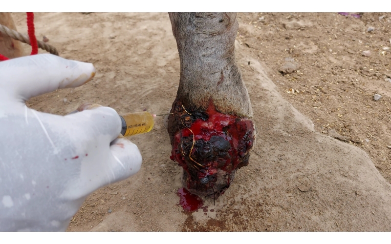 Mahadev nandi leg maggots wound Mahadev nandi leg maggots wound