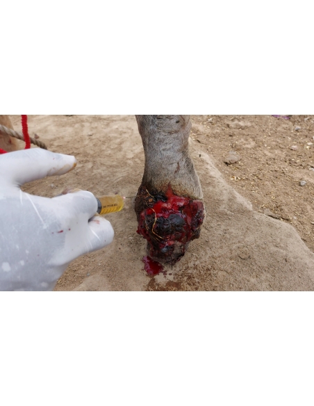 Mahadev nandi leg maggots wound