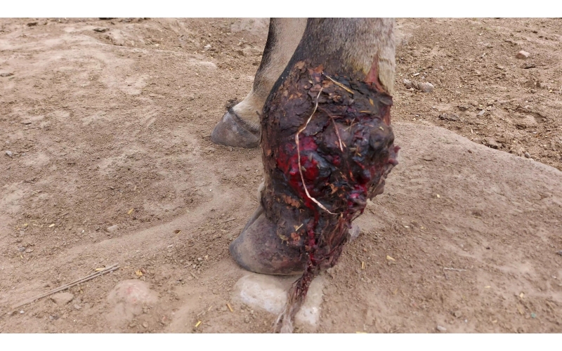 Mahadev nandi leg maggots wound Mahadev nandi leg maggots wound