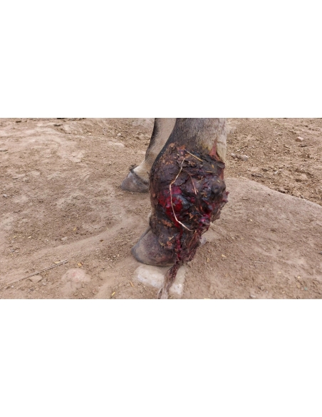 Mahadev nandi leg maggots wound