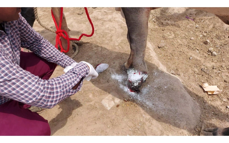 Mahadev nandi leg maggots wound Mahadev nandi leg maggots wound