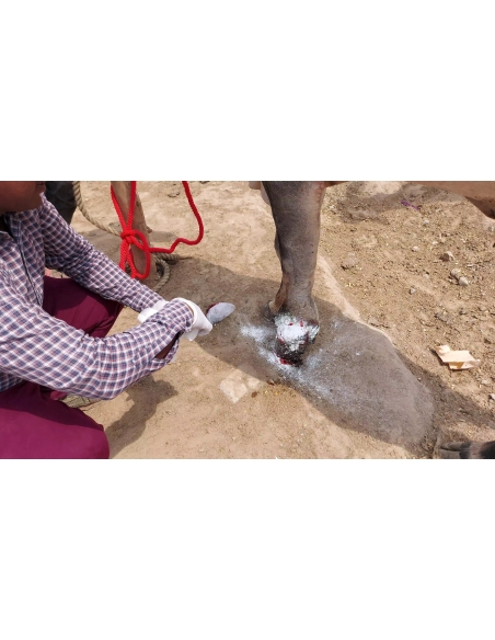 Mahadev nandi leg maggots wound