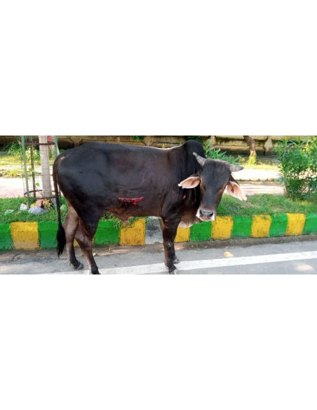 Nandi baba,  hit and run accident victim