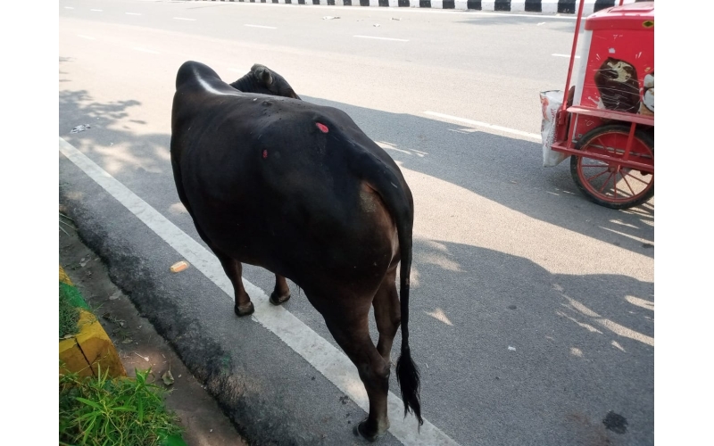 Nandi baba,  hit and run accident victim