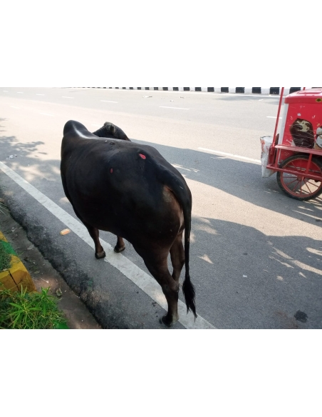 Nandi baba,  hit and run accident victim