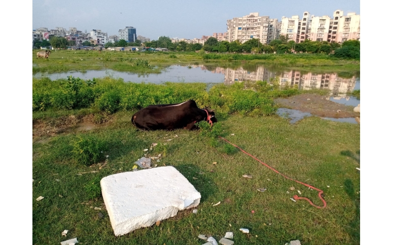 Nandi baba,  hit and run accident victim