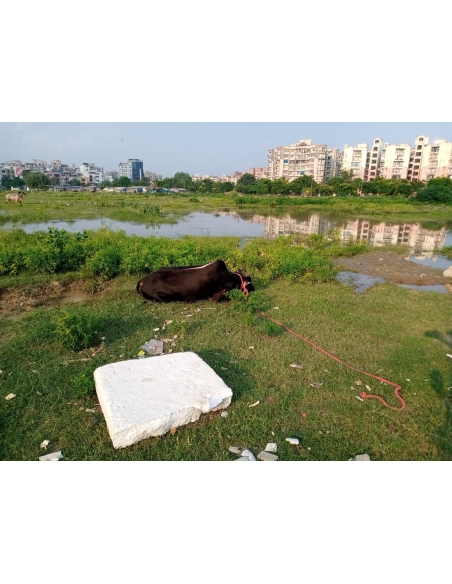 Nandi baba,  hit and run accident victim