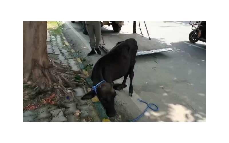Blind gaumata/cow baby - Sector 53 noida Blind gaumata/cow baby - Sector 53 noida