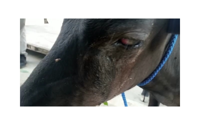 Blind gaumata/cow baby - Sector 53 noida Blind gaumata/cow baby - Sector 53 noida