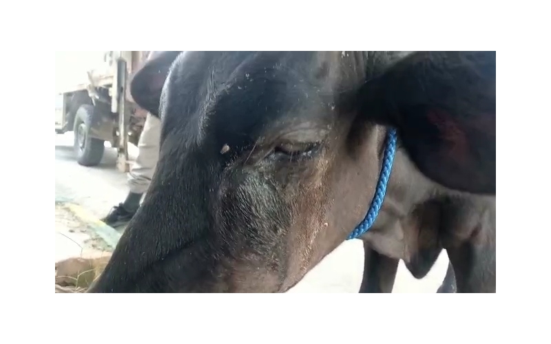 Blind gaumata/cow baby - Sector 53 noida Blind gaumata/cow baby - Sector 53 noida