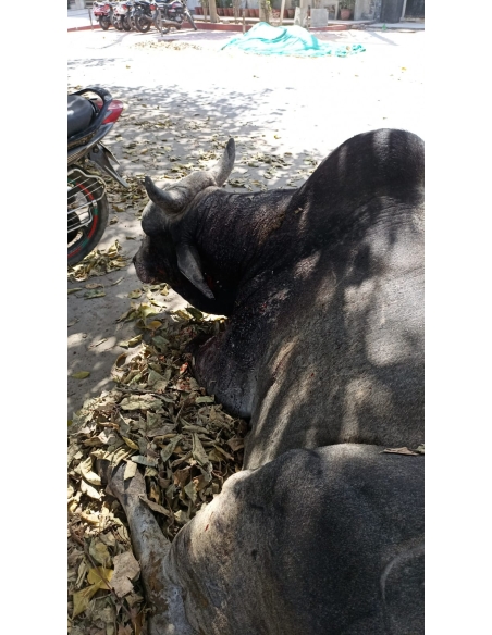 Nandi baba Ear injured bleeding