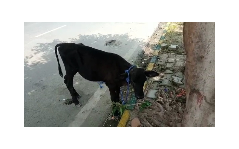 Blind gaumata/cow baby - Sector 53 noida Blind gaumata/cow baby - Sector 53 noida