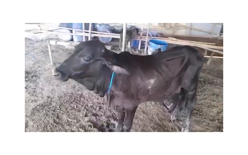 Blind gaumata/cow baby - Sector 53 noida Blind gaumata/cow baby - Sector 53 noida