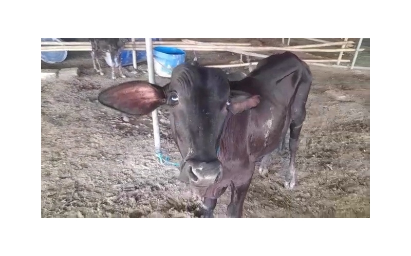 Blind gaumata/cow baby - Sector 53 noida Blind gaumata/cow baby - Sector 53 noida