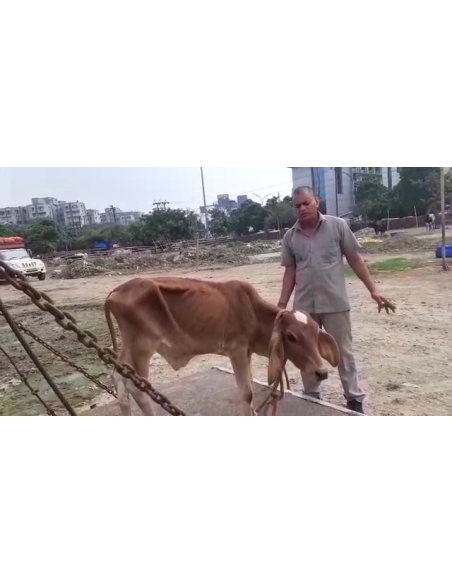 Orphaned gaumata baby fever - noida extension