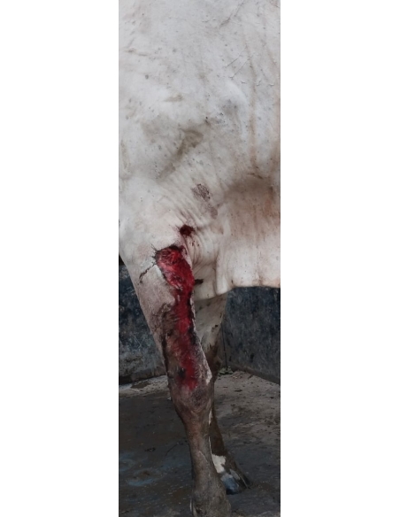 Nandi baba leg injured- sector 122 noida