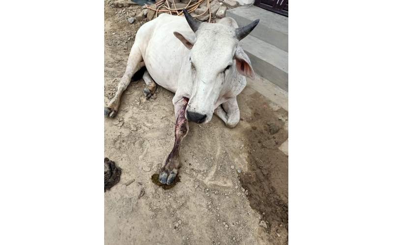 Nandi baba leg injured- sector 122 noida