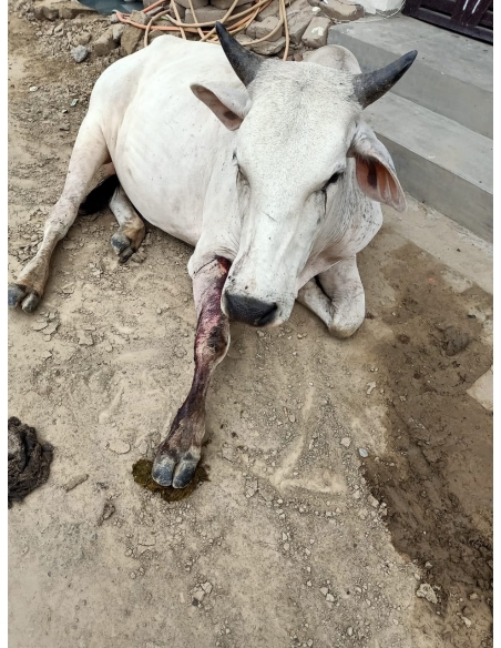 Nandi baba leg injured- sector 122 noida