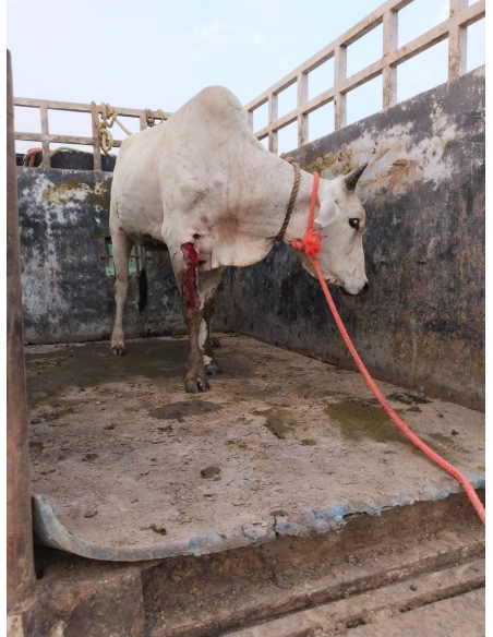 Nandi baba leg injured- sector 122 noida