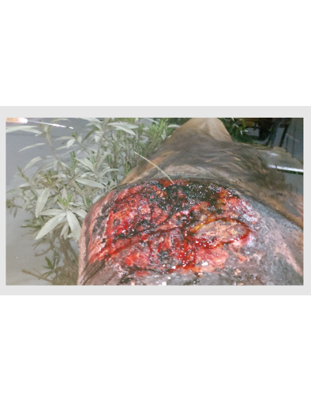 Mahadev Nandi baba- hot Charcoal attacked burned- Greater noida