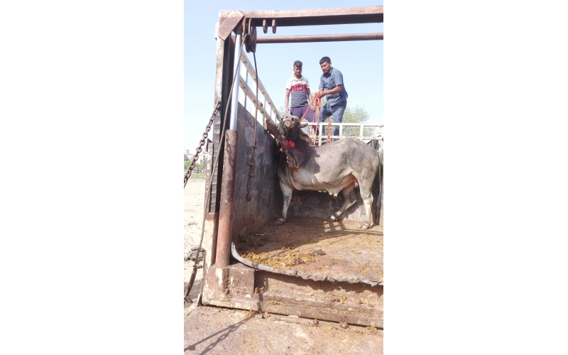 Nandi baba Ear injured bleeding Nandi baba Ear injured bleeding