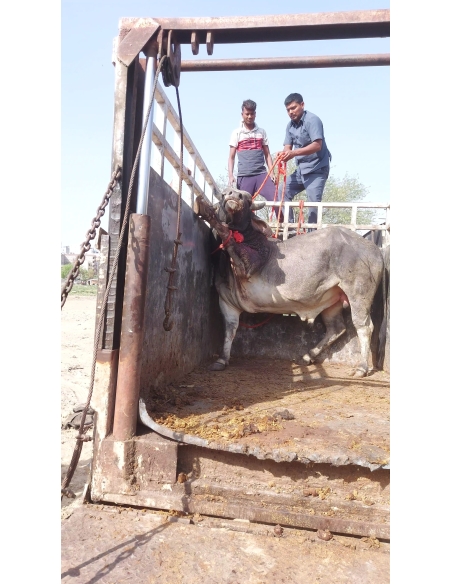 Nandi baba Ear injured bleeding
