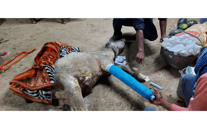 Gaumata/Cow baby -  fractured leg