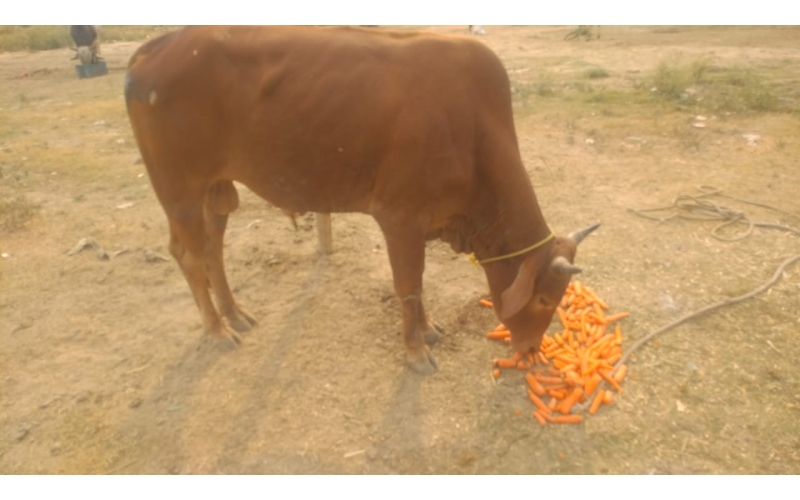 Nandi baba deep wound Hip Nandi baba deep wound Hip