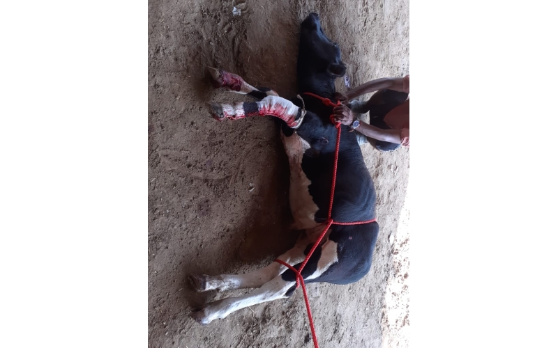 Gaumata baby, heavily bleeding hit... Gaumata baby, heavily bleeding hit...