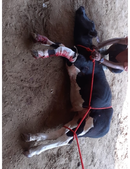 Gaumata Baby, Sacred and Bleeding – A Sector 18 Noida Rescue