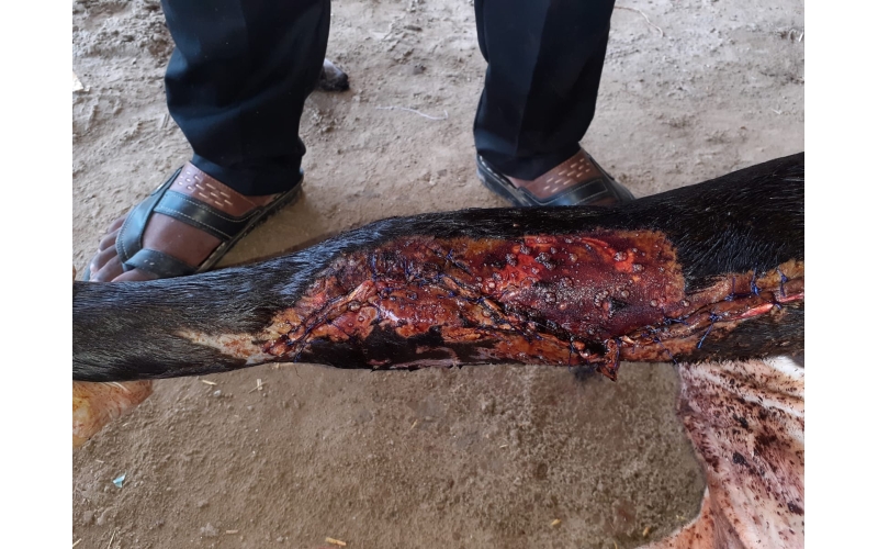 Gaumata baby, heavily bleeding hit... Gaumata baby, heavily bleeding hit...