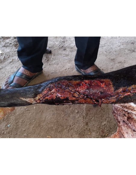 Gaumata Baby, Sacred and Bleeding – A Sector 18 Noida Rescue