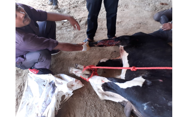 Gaumata baby, heavily bleeding hit... Gaumata baby, heavily bleeding hit...