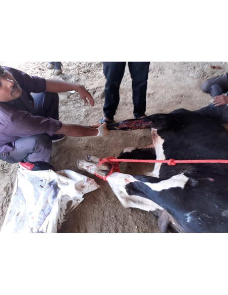Gaumata Baby, Sacred and Bleeding – A Sector 18 Noida Rescue