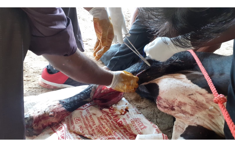 Gaumata baby, heavily bleeding hit... Gaumata baby, heavily bleeding hit...